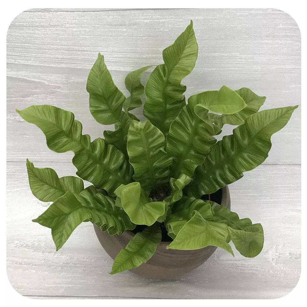 Crispy Wave Fern (Japanese Asplenium Nidus Fern)