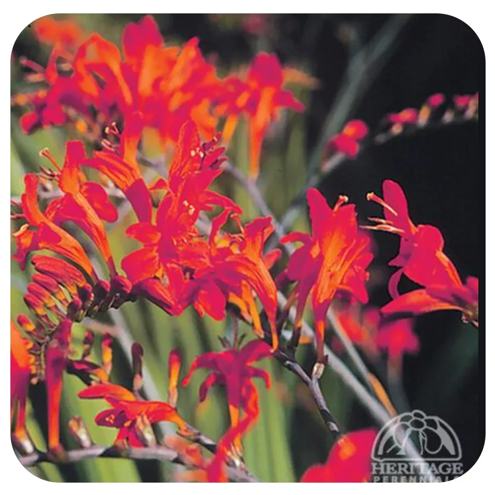 Crocosmia 'Lucifer'