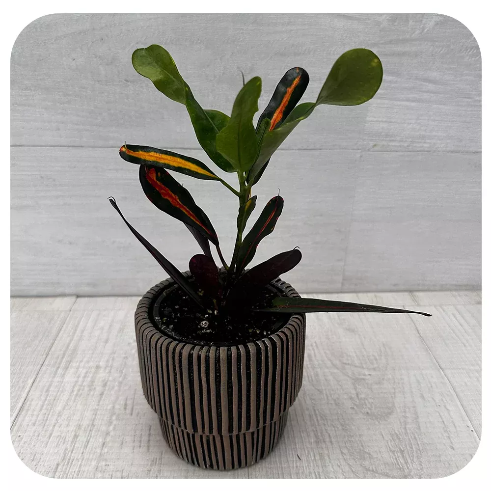Croton 'Mammy'
