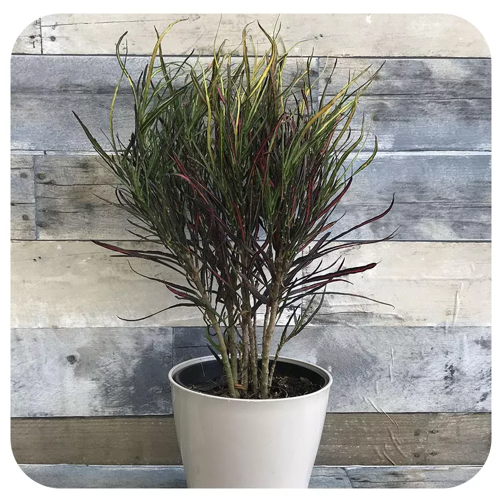 Croton Paintbrush 'Picasso'
