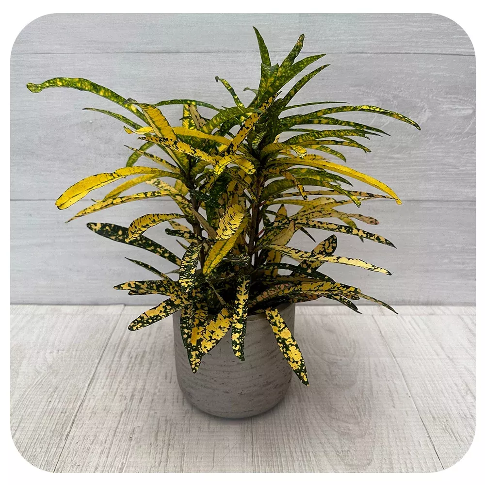 Croton 'Sloppy Painter'