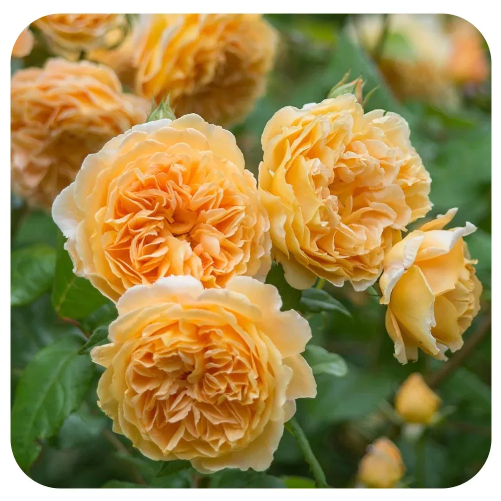Crown Princess Margareta by David Austin