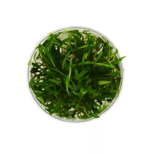 Cryptocoryne Lucens