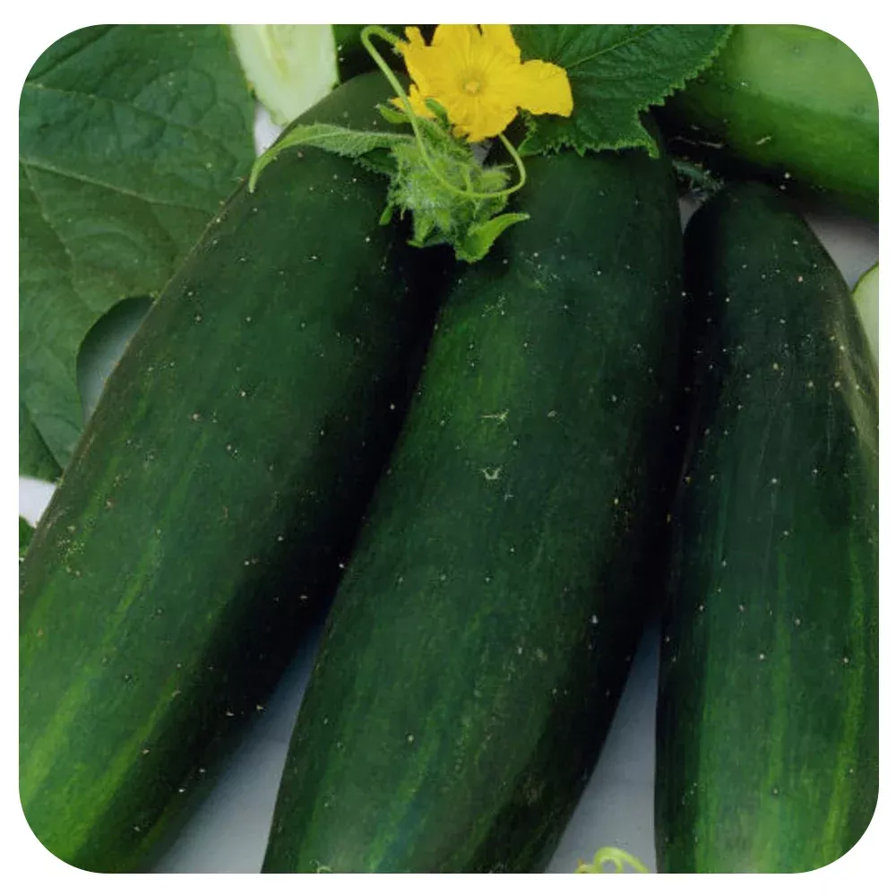 Cucumber Picolino Mini