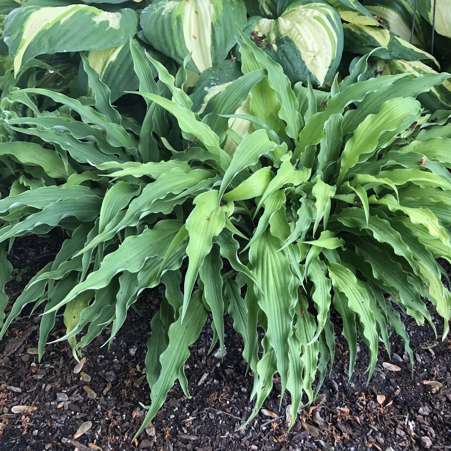 'Curly Fries' Hosta