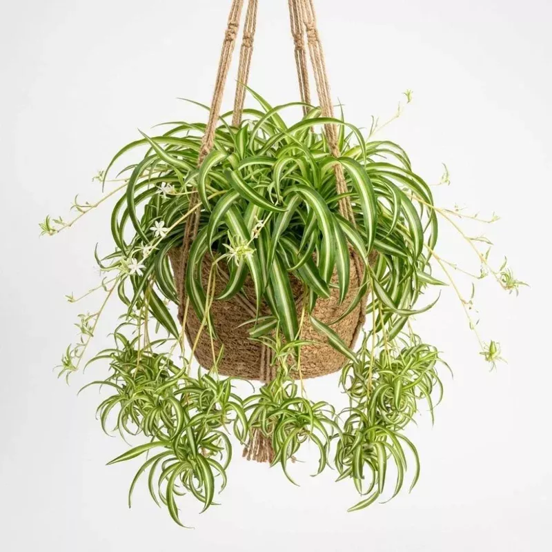 Curly Spider Plant Live Plant – 4 Inch Pot, Variegated, Air-Purifying Houseplant