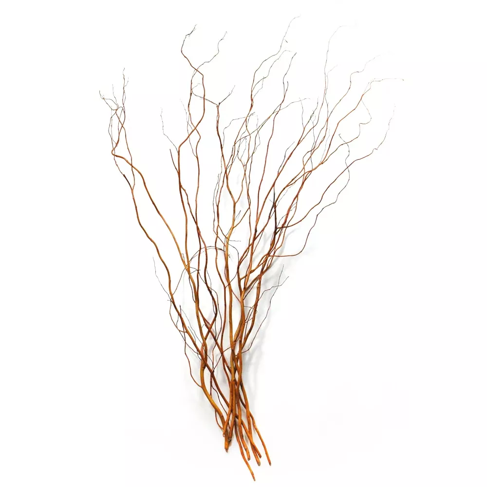 Curly Willow Red
