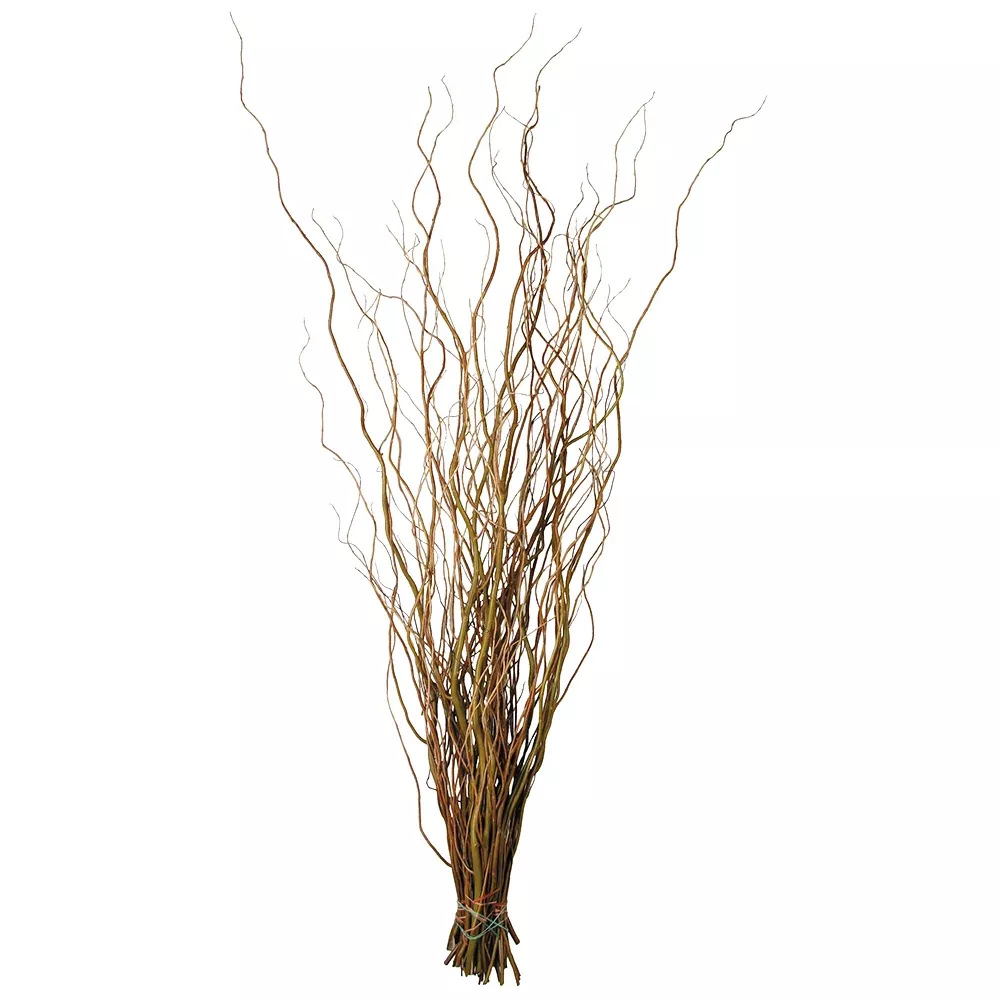 Curly Willow Yellow