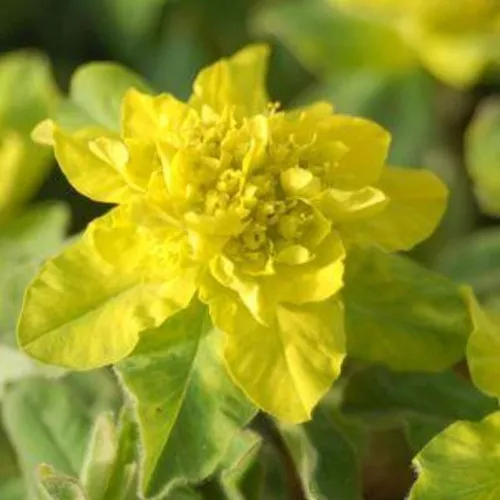 Cushion Spurge