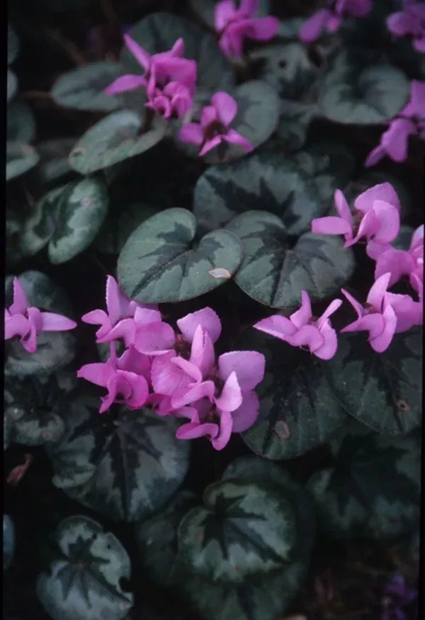 Cyclamen coum