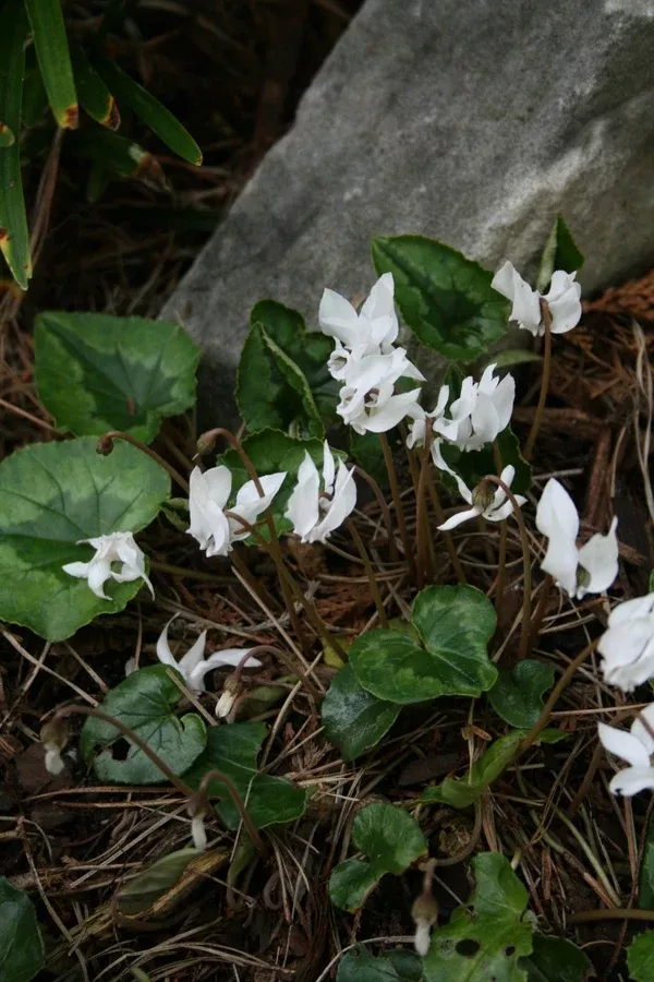 Cyclamen hederifolium 'Album'