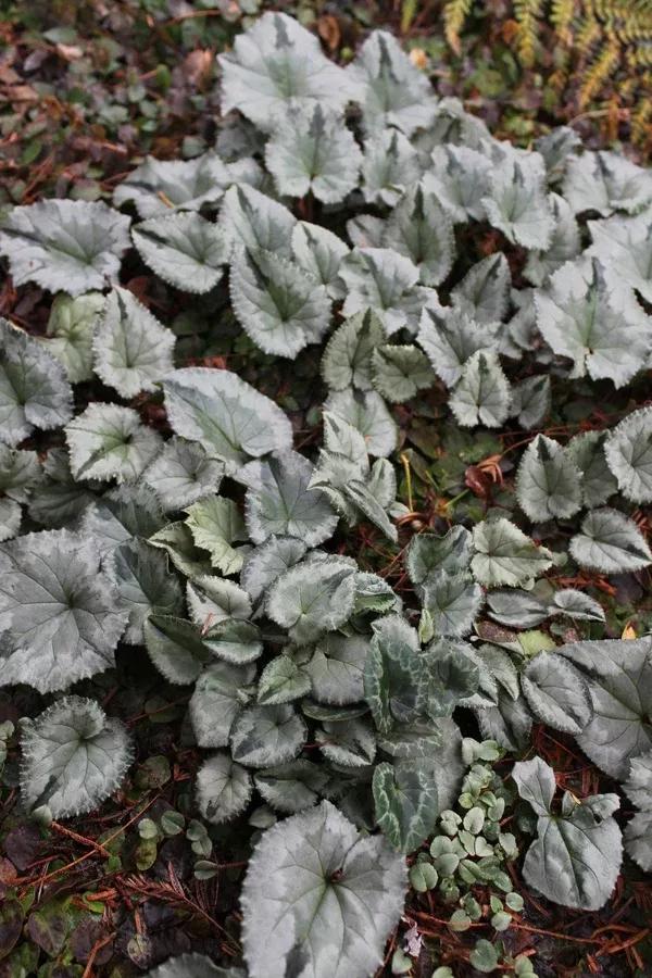 Cyclamen hederifolium 'Silver Streamers'