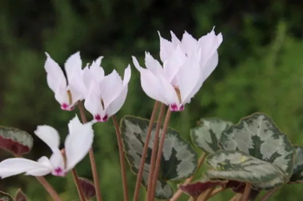 Cyclamen mirabile