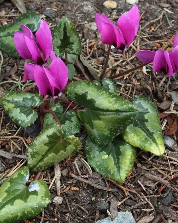 Cyclamen pseudibericum