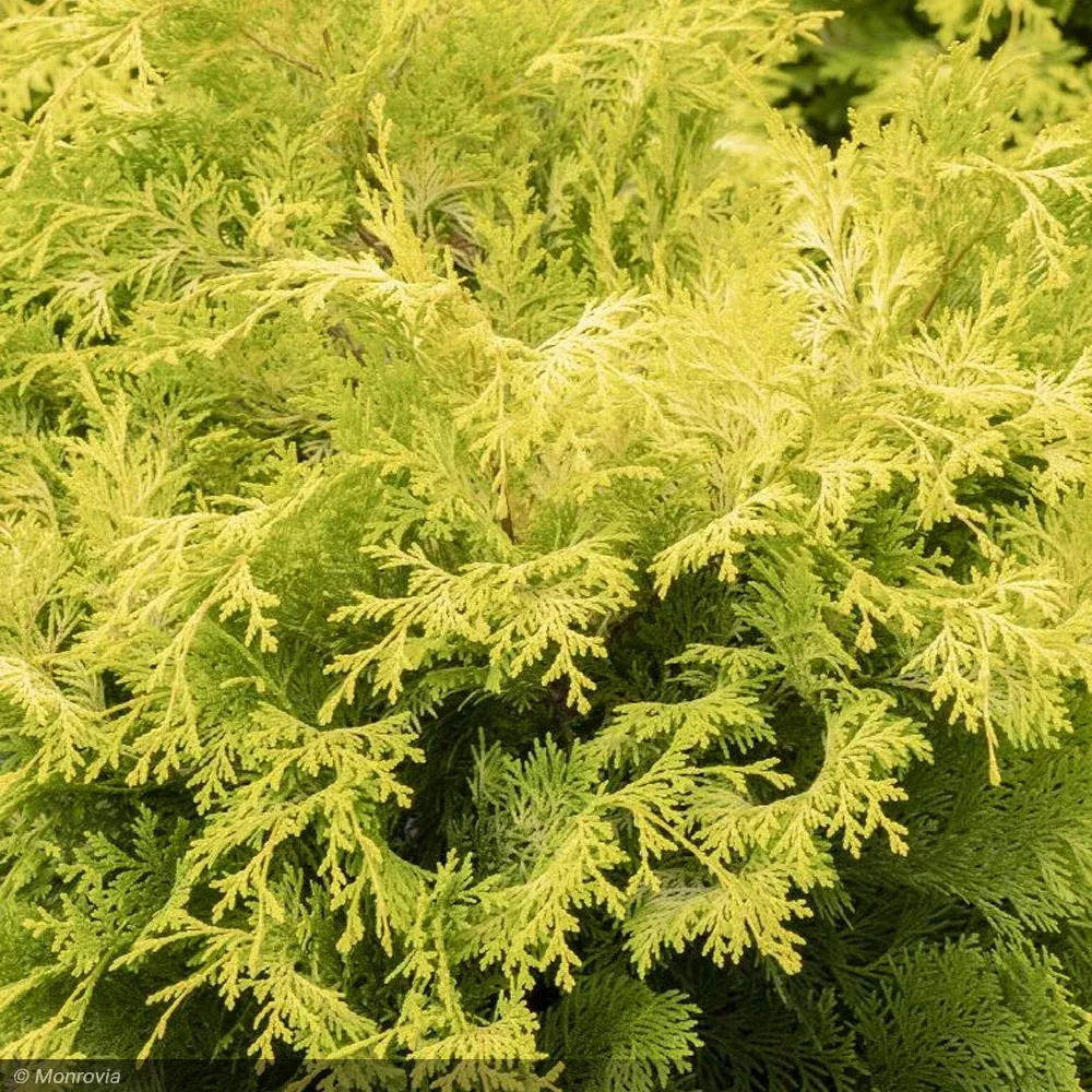 Cypress, Crippsii Golden Hinoki #5