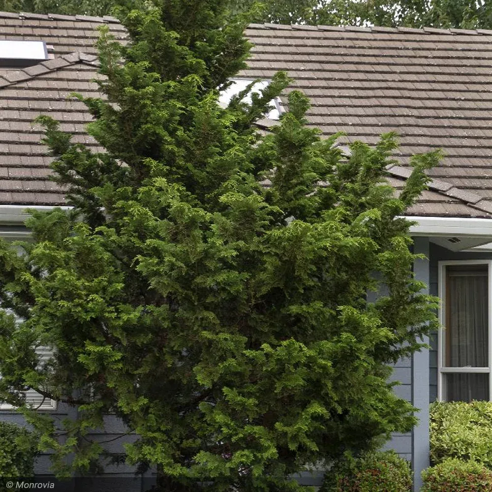 Cypress, Slender Hinoki #3
