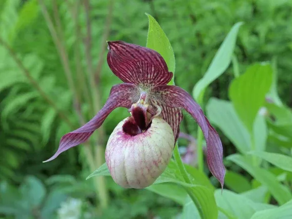Cypripedium 'Axel'