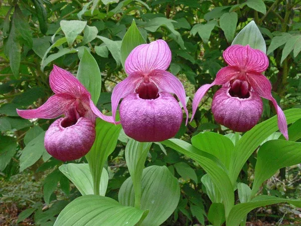 Cypripedium 'Eurasia'