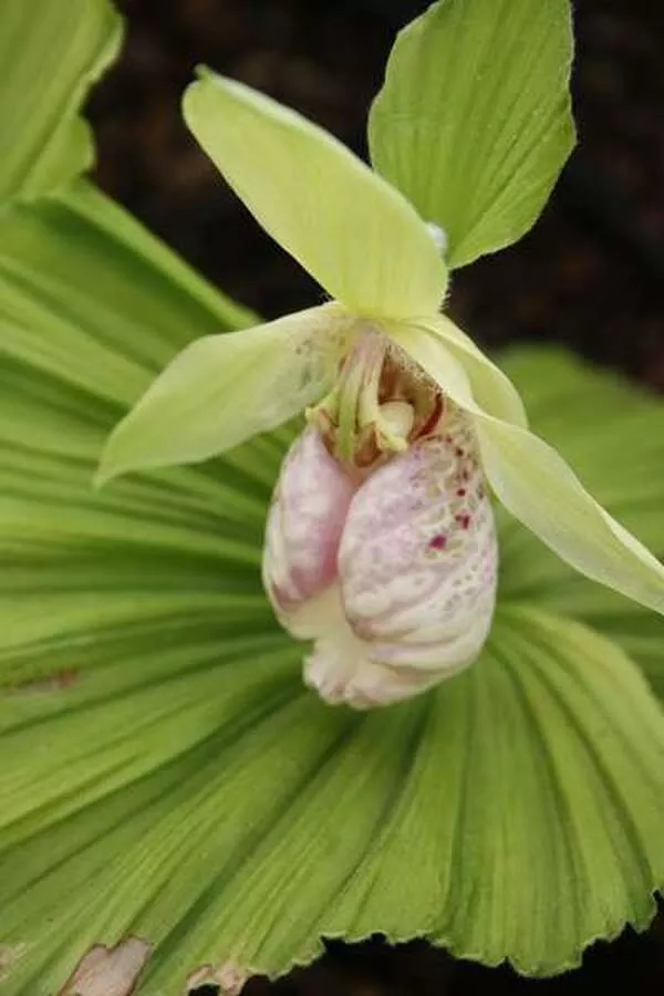 Cypripedium japonicum