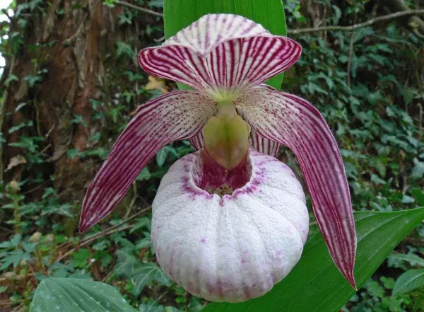 Cypripedium 'Monto'