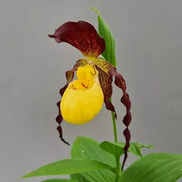 Cypripedium planipetalum x kentuckiense