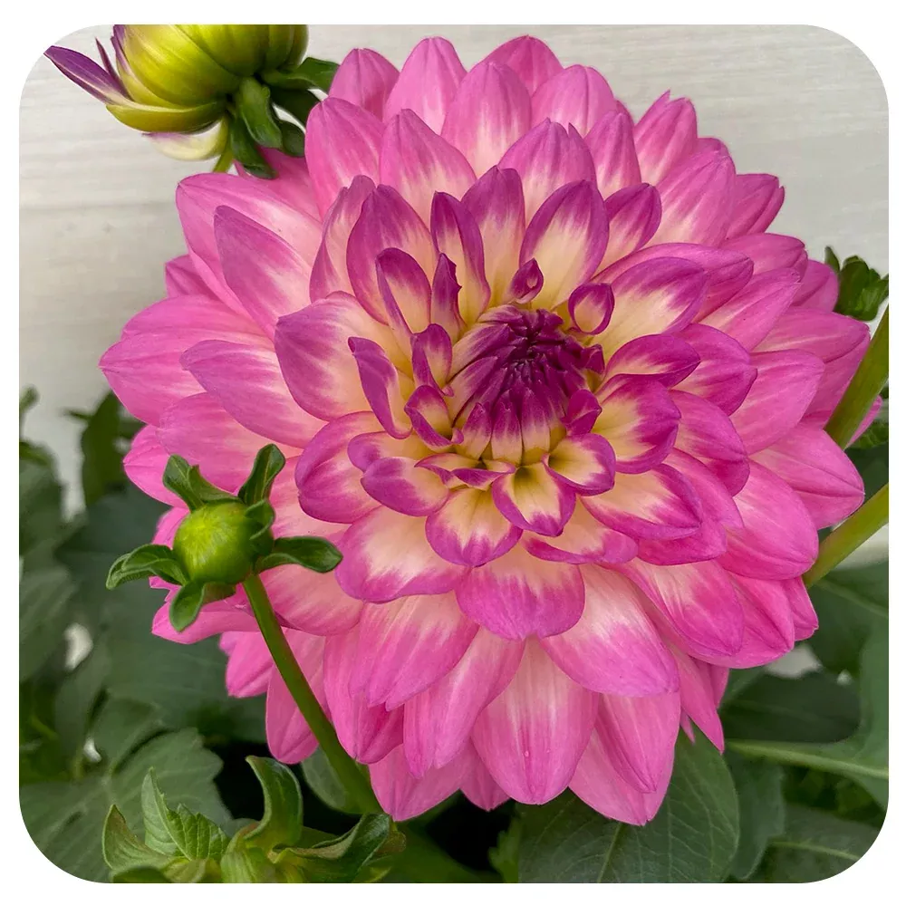 Dahlia Venti 'Pink + White Eye'