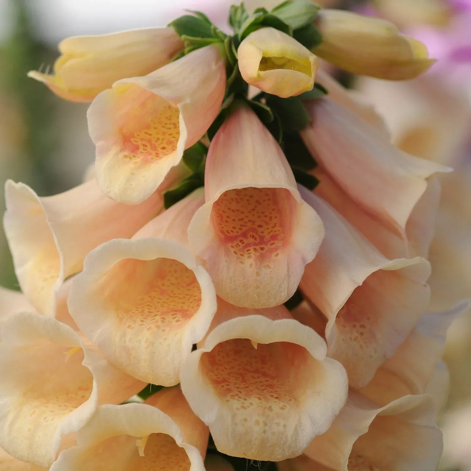 'Dalmatian Peach' Foxglove (Digitalis)