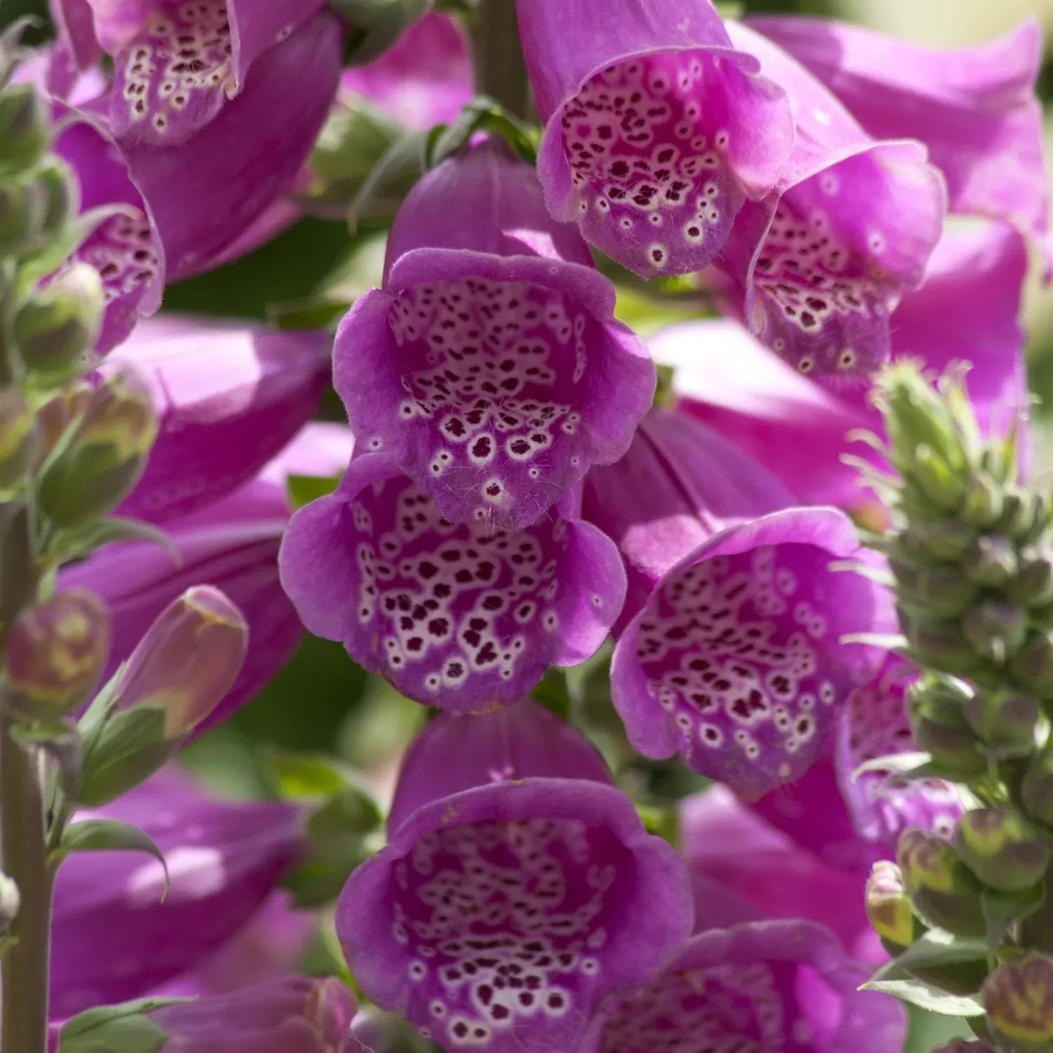 'Dalmatian Purple' Foxglove (Digitalis)
