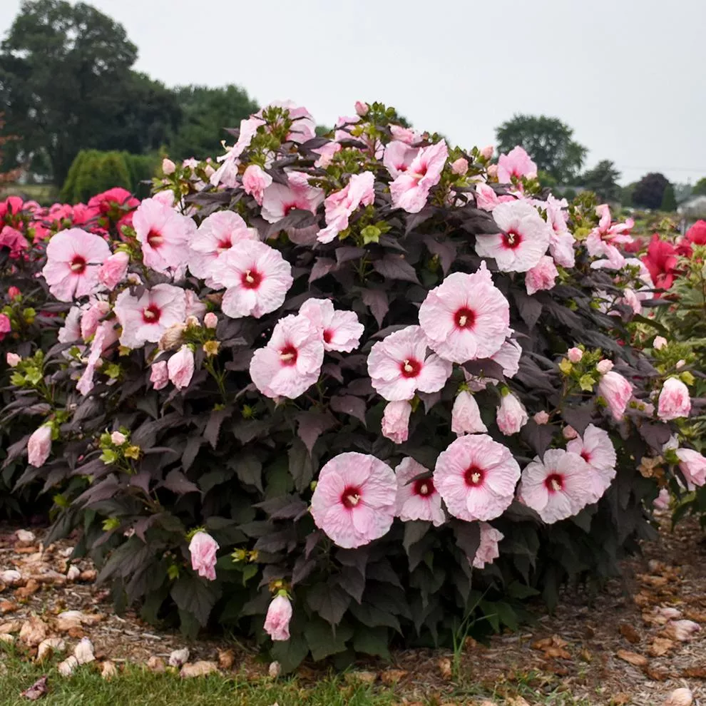 'Dark Mystery' Rose Mallow (Hibiscus)