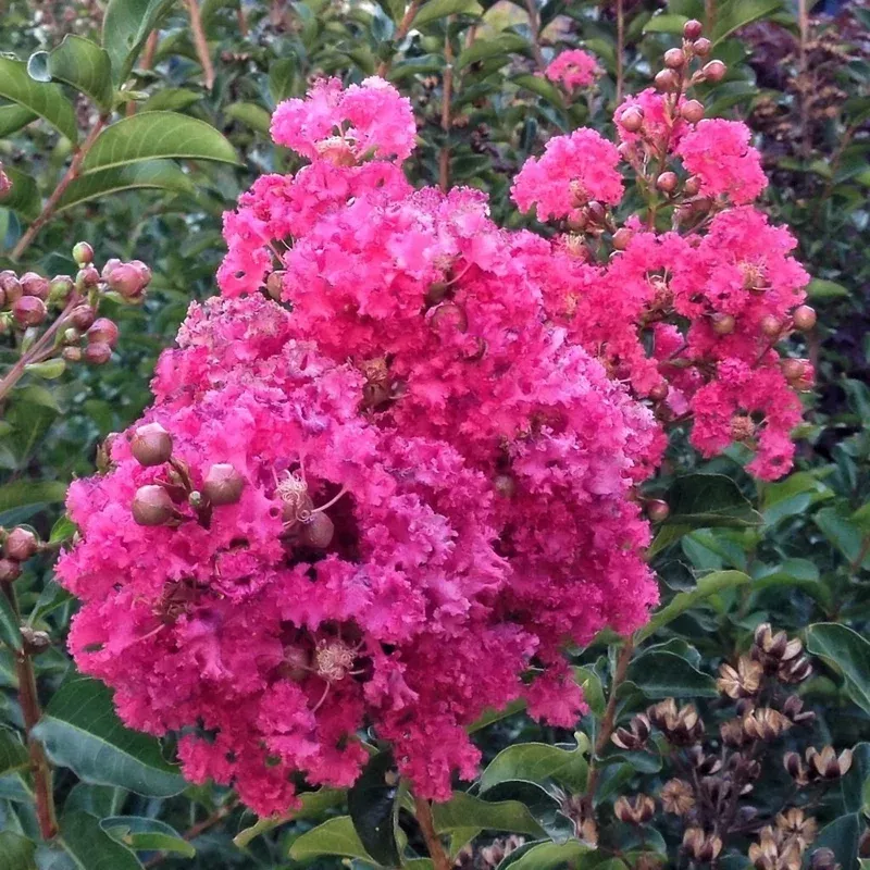 Dark Pink Crepe Myrtle Live Plant Cuttings – 7 Pack, Lagerstroemia Indica