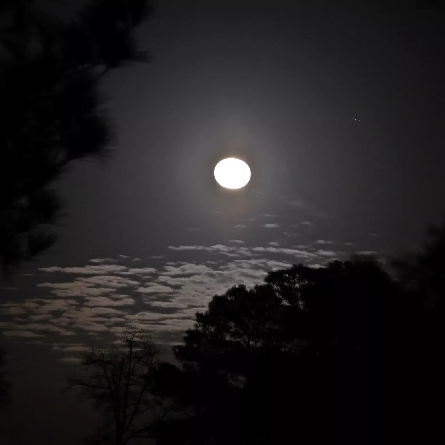 Dark Shadows - The Natural Garden World by Moonlight