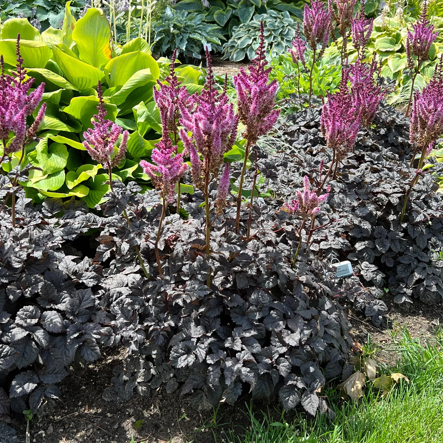 'Dark Side of the Moon' Chinese Astilbe