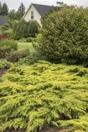 Daub’s Frosted Juniper