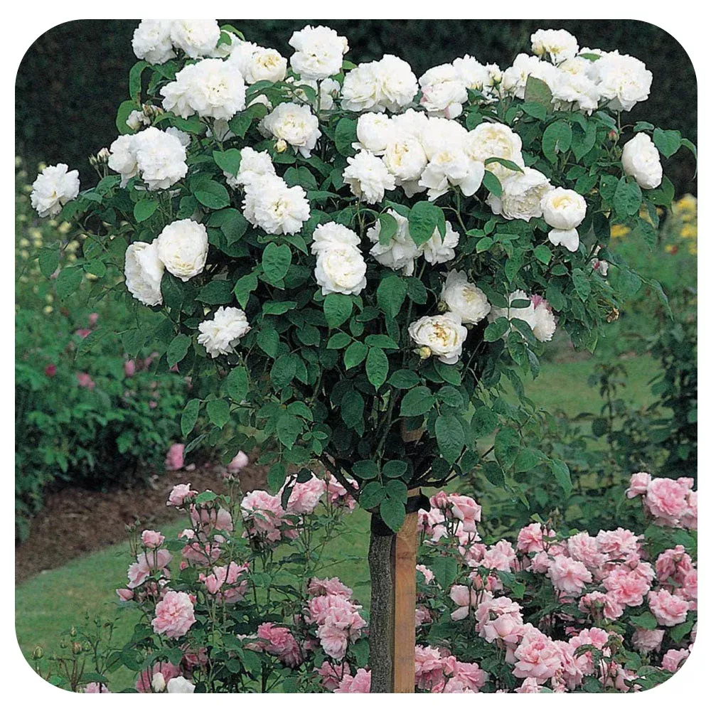 David Austin Tree Rose - Winchester Cathedral
