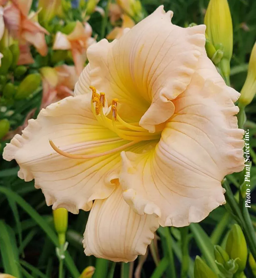 Daylily 'Barbara Mitchell'