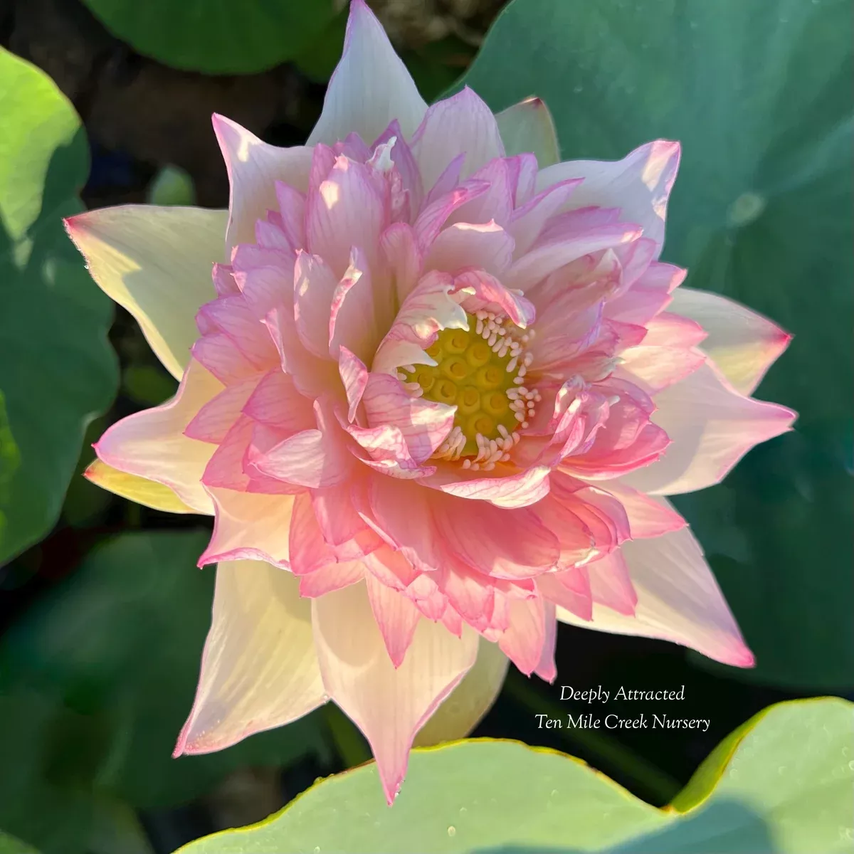 Deeply Attracted - Lovely Pink!