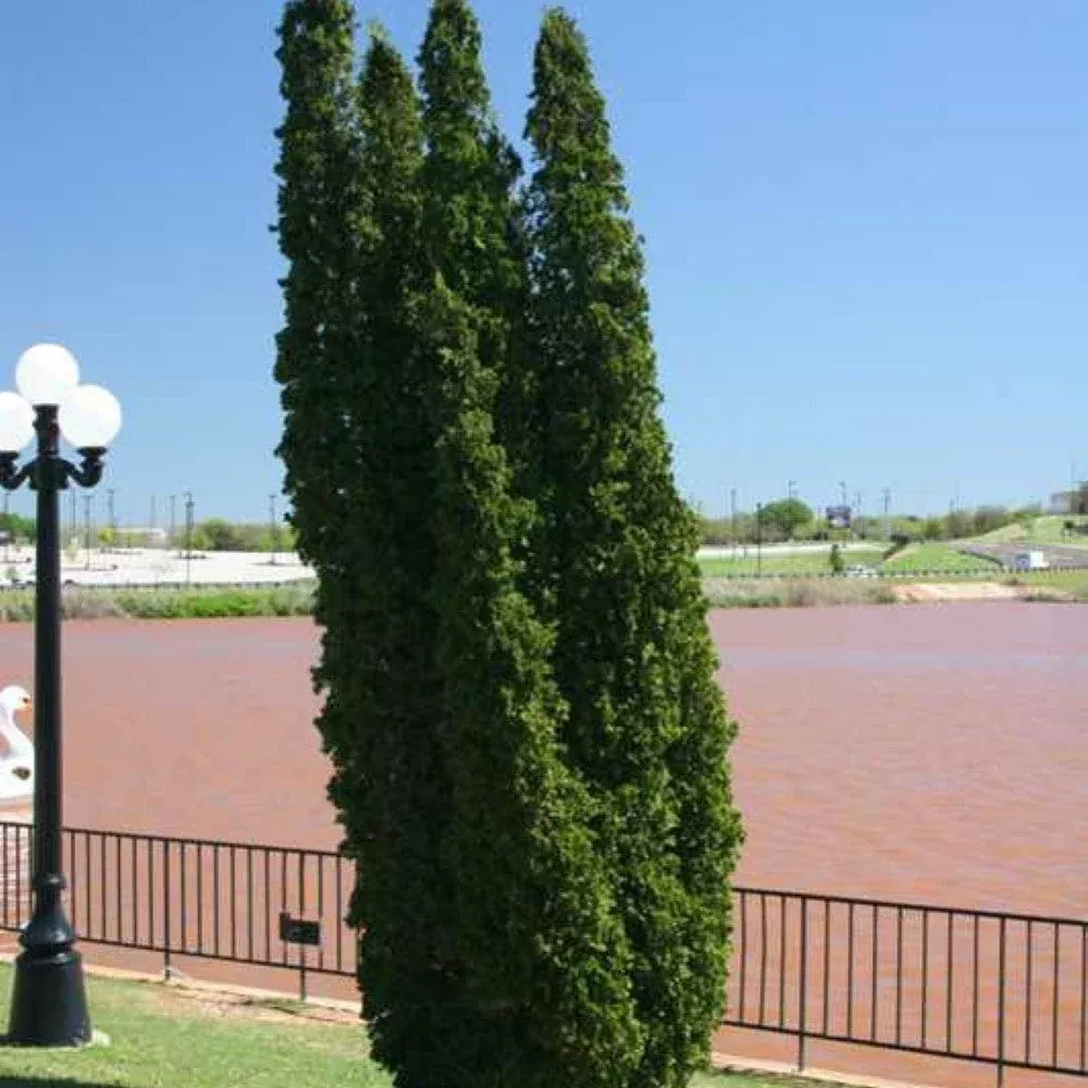 Degroot's Spire Thuja | Pixies Gardens