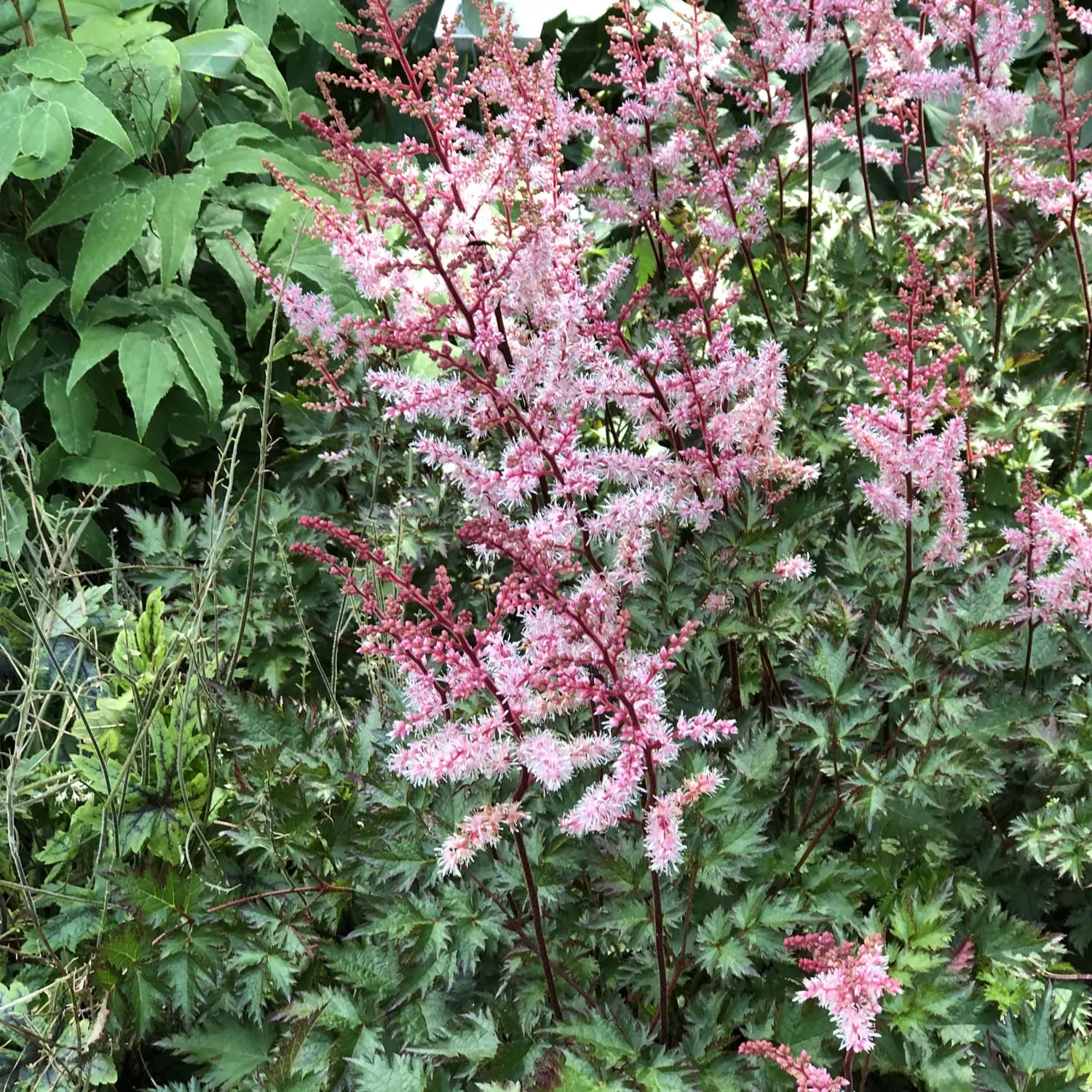 'Delft Lace' Japanese Astilbe