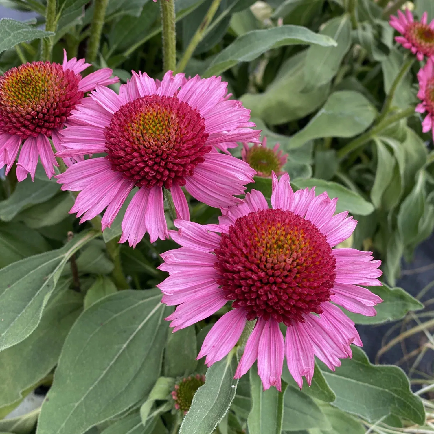 'Delicious Candy' Coneflower (Echinacea)