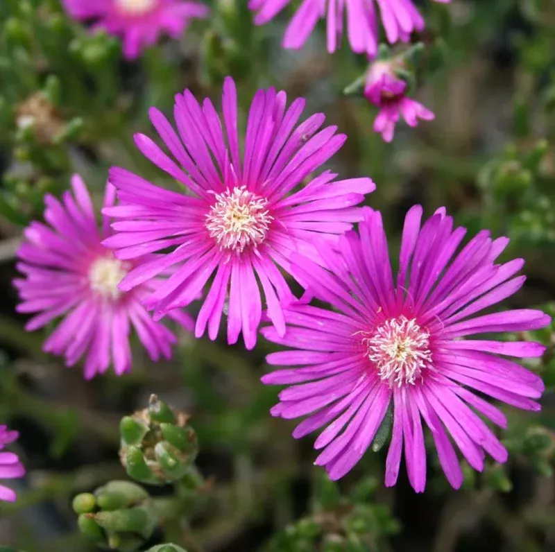Delosperma Cooperi Live Starter Plant – 3-6 Inch Hot Pink Ice Plant Succulent
