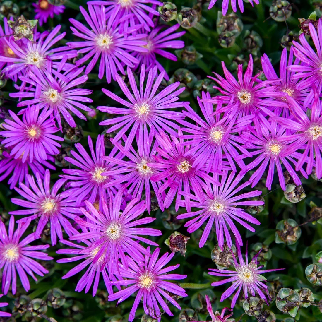 Delosperma 'Electric Slide' Ice Plant - [EG]