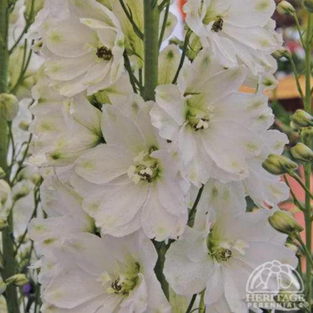 Delphinium Guardian White