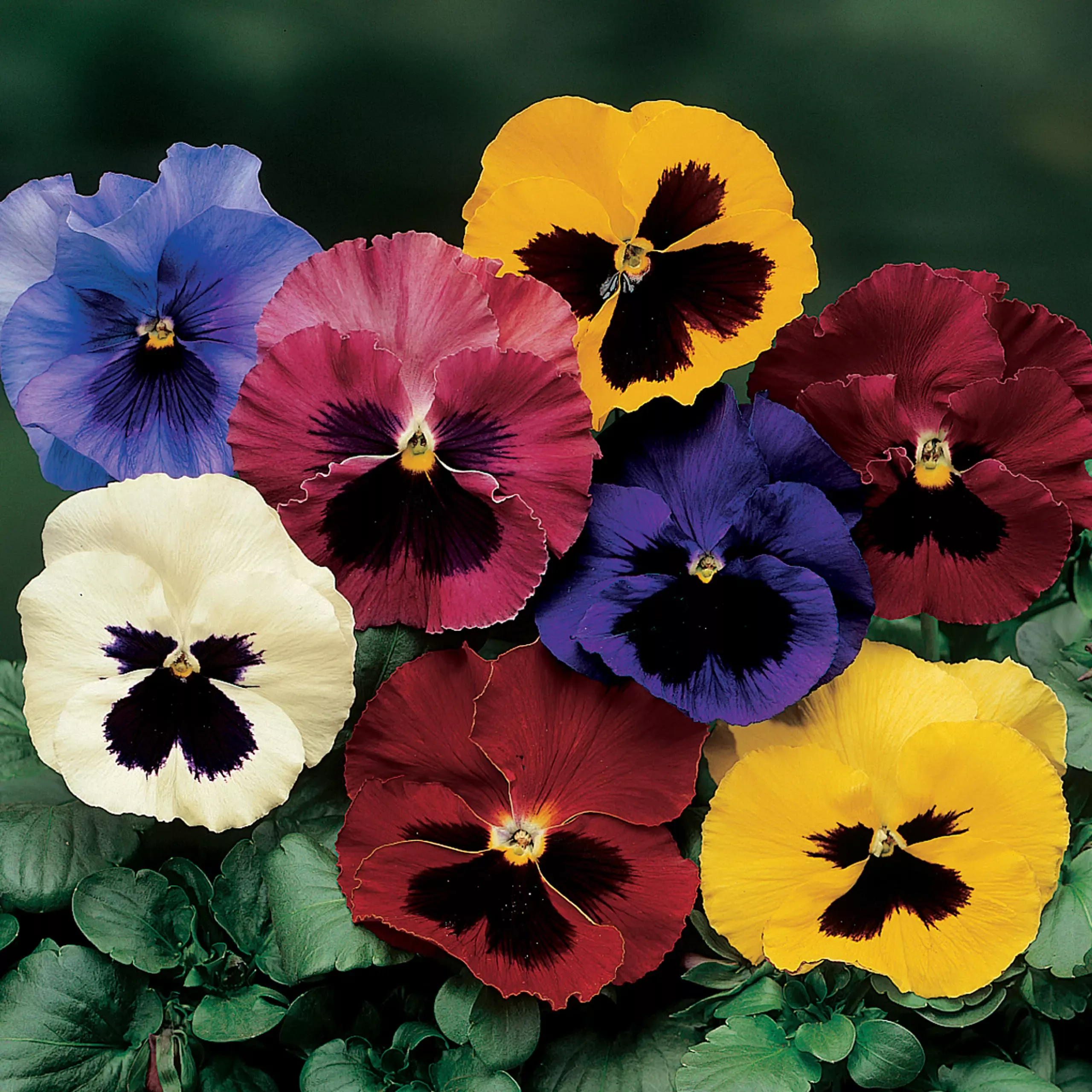 Delta Pro Blotch Mix Pansy