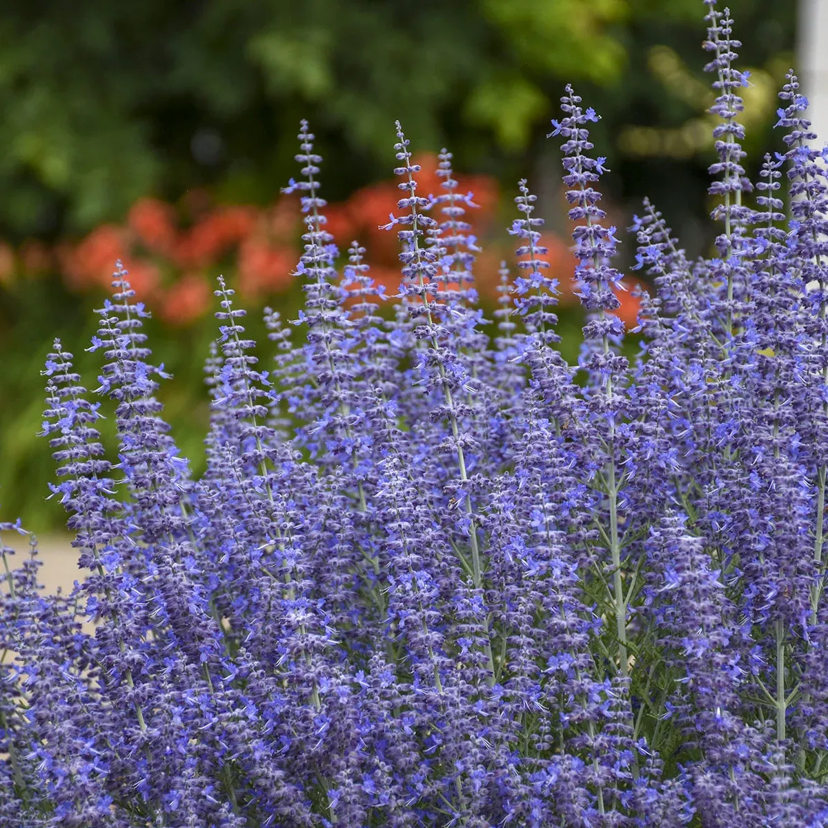 'Denim 'n Lace' Russian Sage (Perovskia)