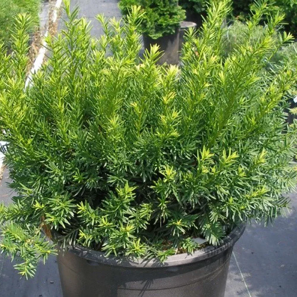 Dense Yew (Taxus Media Densiformis)