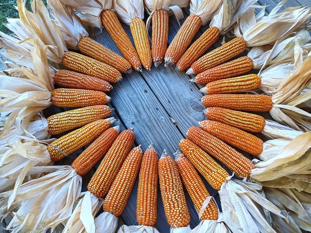 Dent Corn Seeds - Suwan-1