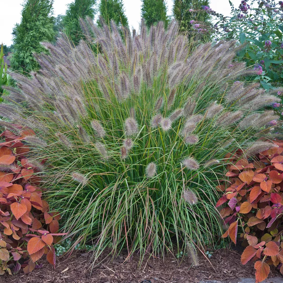 'Desert Plains' Fountain Grass - Pennisetum