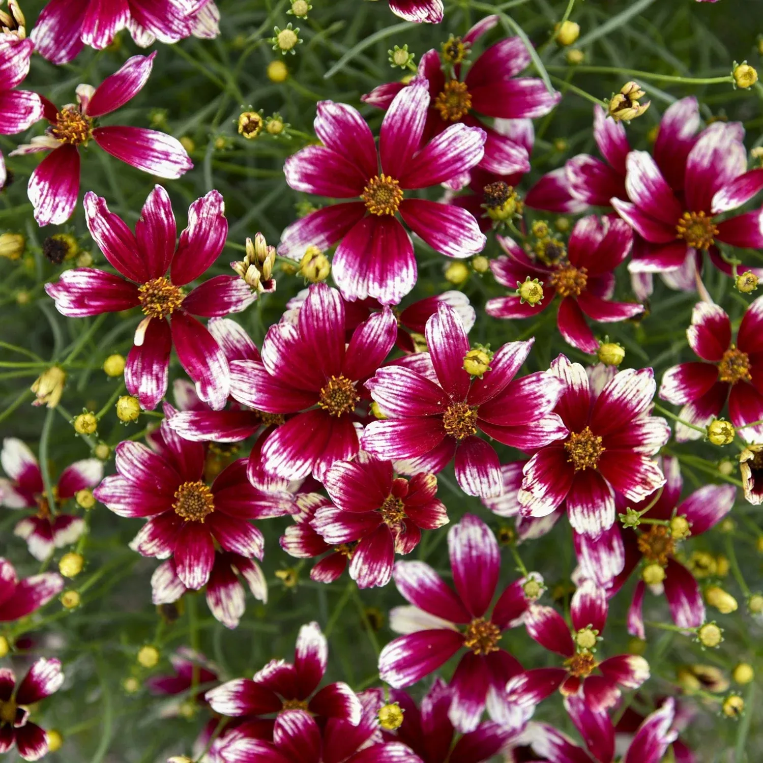 Designer Threads 'Heartstrings' Thread Leaf Coreopsis