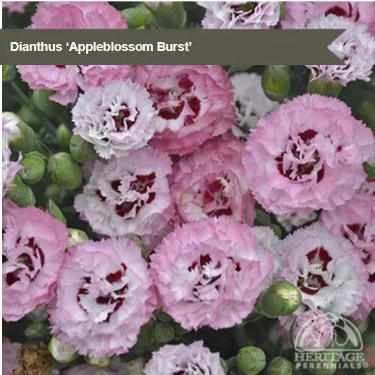 Dianthus Pretty Poppers 'Appleblossom Burst'