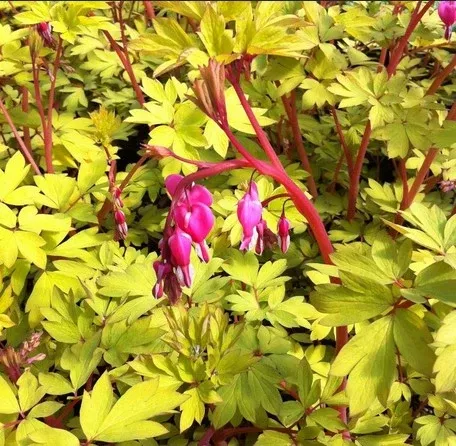 Dicentra 'Gold Heart'